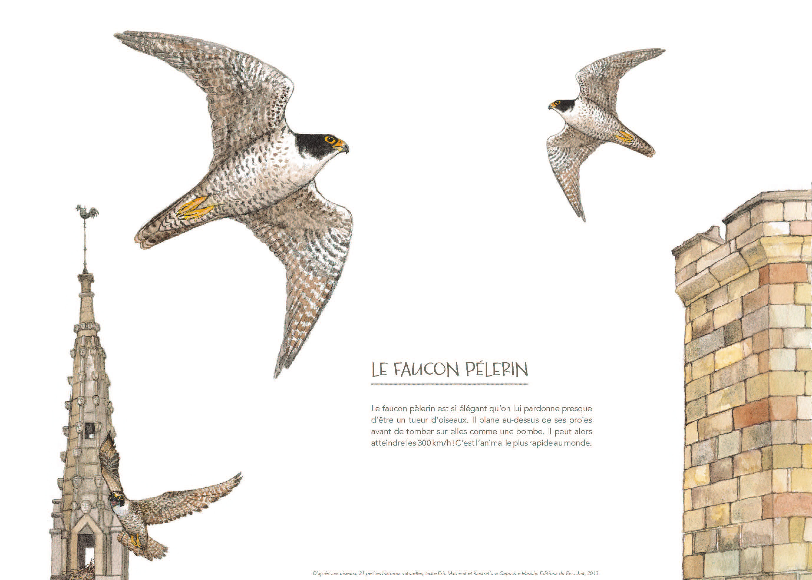 Expo Oiseaux faucon editions ricochet