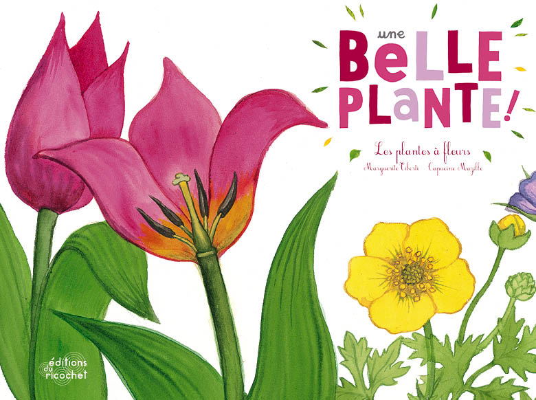 Une belle plante ! - La vie des plantes à fleurs