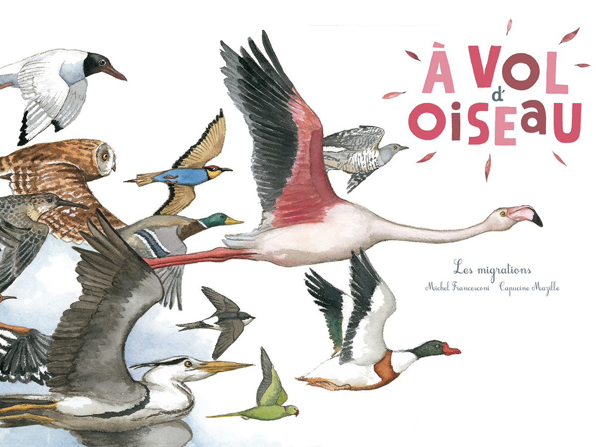 À vol d’oiseau - La migration des oiseaux